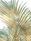 Palm Shadows Gold on Green I Poster Print by Melonie Miller # MMR116739